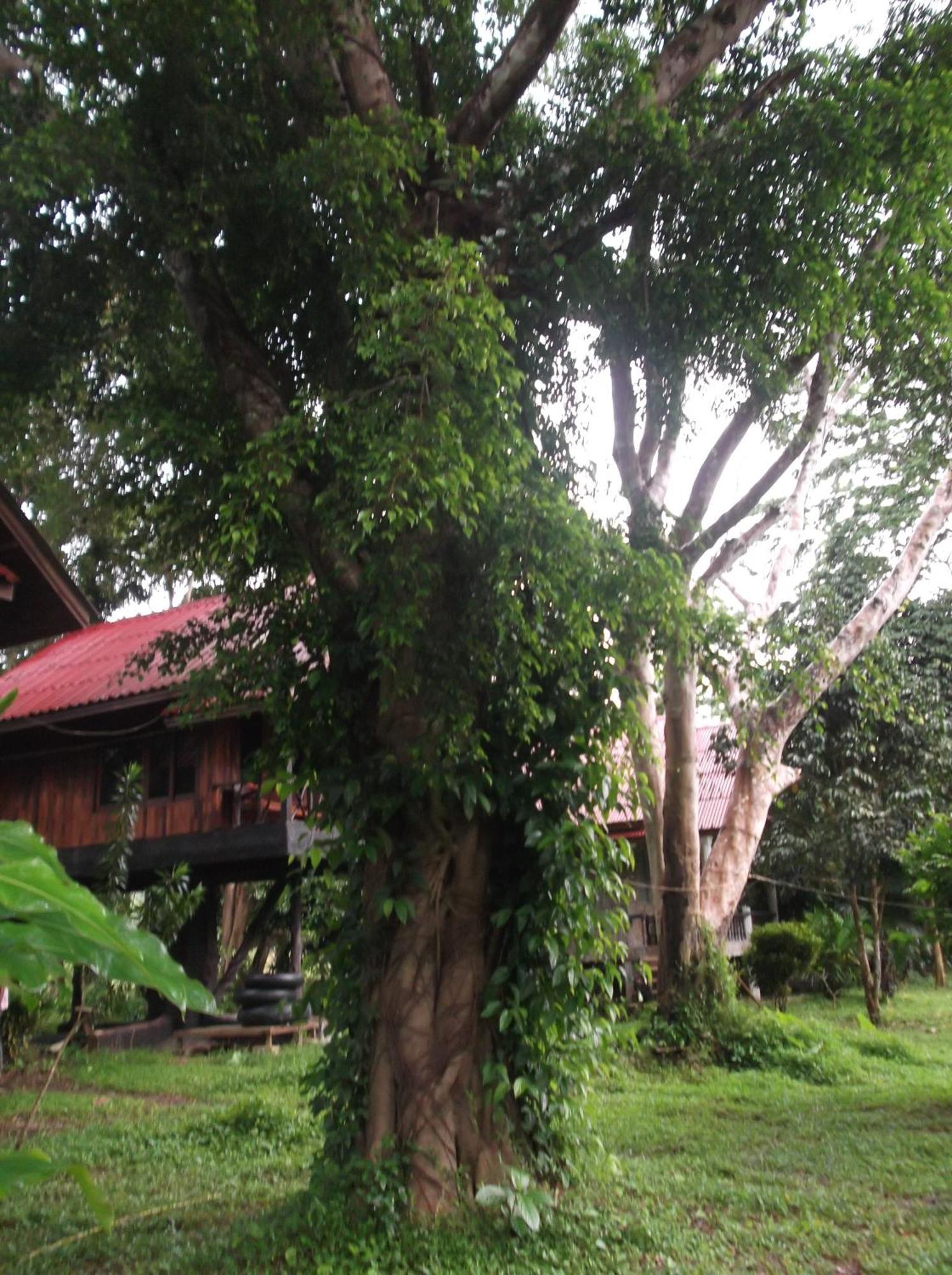 Bamboo House Hotel Khao Sok National Park Exterior photo